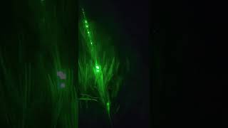 Green laser light shorts greenlights night time [upl. by Countess]