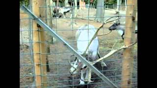 Pinto Reindeer Bull Charges the Fence while in Rut [upl. by Chew]