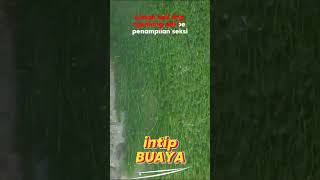 intip buaya karaoke semara jaya [upl. by Nosral]