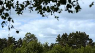 woodlark singing Lullula arborea [upl. by Ruscio170]