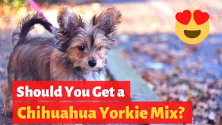 All About the Sweet and Sassy Chihuahua Yorkie mix Chorkie  Is it a right choice for you [upl. by Lydia]