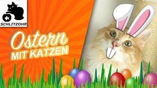 🔥Ostern mit Katzen  Welche Ostersträuße als Katzenbesitzer nehmen  Worauf sollte man achten [upl. by Nart]