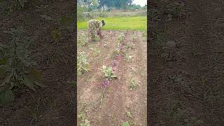 Vivasayi magal🌱🌱⚒️ விவசாயி farming [upl. by Nodab]