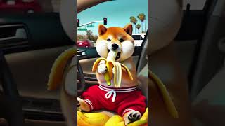 Baby shiba will drvie dog funny cute funnyvideo [upl. by Salem]