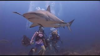 Shark Dive Roatan [upl. by Einattirb]