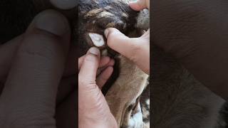 Goat Eye Mucous Membrane देखने का गजब तरीका [upl. by Linda]