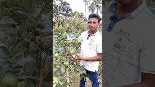 VNR Amrud ki kheti  VNR Guava Farming  Guava plant  Taiwan Guava Farming [upl. by Certie333]