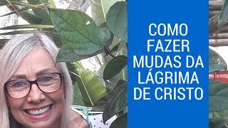 Com fazer mudas de lágrima de cristo  Flávia Kremer [upl. by Nonnaihr328]