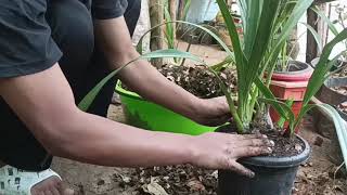 cymbidium orchid repotting 2024  backbulbs [upl. by Etteyafal]