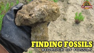 Finding Fossils  Bedrock of Fossils [upl. by Felicia]