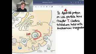 Receptor Mediated Endocytosis of LDL Particles [upl. by Puklich]