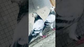 grezar racer breeder pair long distance quality pigeons [upl. by Rento]