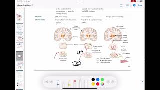 Dorsal column tract  Ascending tracts of spinal cord neurology 63  First Aid USMLE Step 1 [upl. by Sumetra]