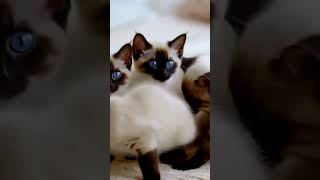 Playful Siamese Kittens Tumbling Around 🐱💙 Watch Their Adorable Chaos [upl. by Besse]