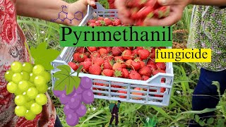 Pyrimethanil Mode of Action Formulation and Uses  Fungicide Chemistry Explained [upl. by Munafo905]