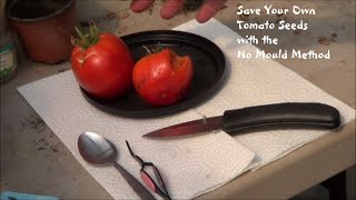 Save Tomato Seeds with the No Mold Method [upl. by Nnyllatsyrc]