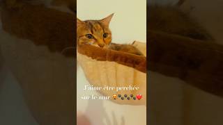 chat drôle et intelligenteune petite attentioncat cute funny shortvideos shortsyoutube 😻 [upl. by Lirrehs]