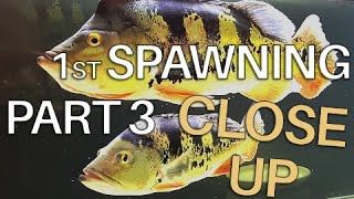 PART 3 1ST SPAWNING CLOSE UP  Peacock Bass Cichla Monoculus [upl. by Naerad582]