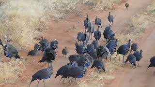 Vulturine Guineafowl family meeting Samburu August 2018 [upl. by Kayne]