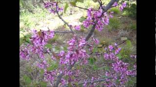 The Judas Tree Cercis siliquastrum [upl. by Angle169]