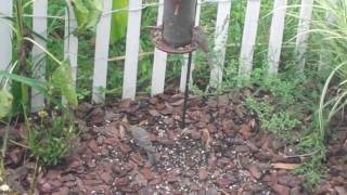 Sparrow feeds GIANT baby Cow Bird [upl. by Anaz]