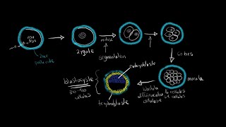 Lembryogèse de fécondation à gastrulation [upl. by Simon]