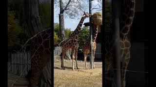 quotŻYRAFYquot zoo wycieczka girraffe zwierzęta chorzów żyrafa [upl. by Sulohcin]