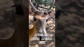 Nara Park Deer in Japan  Discover the Enchanting Wildlife at Nara Park [upl. by Queenie142]