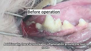 treatments for periodontitis of dogs dog 동물병원 [upl. by Converse319]