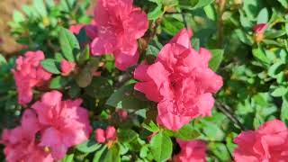 Rhododendron Indicum Azalea A Spectacular Showcase of Natures Beauty [upl. by Rehtae]