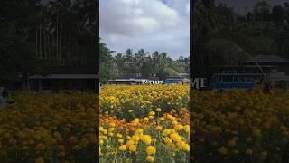 വൃന്ദാവനം കണ്ടെത്തിയത്‌ ഞാനാണ് pattambi marigold pattambi [upl. by Kihtrak]