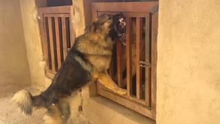 Caucasian Shepherd vs Boerboel real Challenge [upl. by Nyssa327]