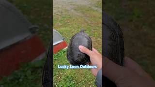 Catching a turtle in Ontario Canada [upl. by Sedinoel535]