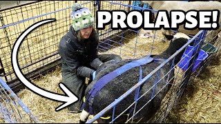 A disappointing discovery my sweet ewe is PROLAPSING  Vlog 740 [upl. by Leroj]