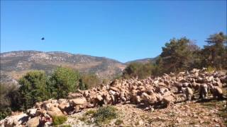 Vale Gieren Griffon Vultures in Spanje [upl. by Flossy]