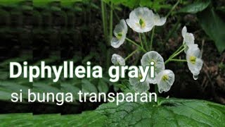 Bunga Diphylleia grayi  si bunga trasnparan [upl. by Manup]