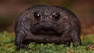 Ai Facts about the Black Rain Frog [upl. by Rexana]