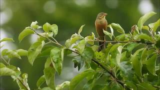 Ortolan Gesang [upl. by Loren]