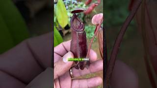 Nepenthes Mirabilis wing x Ampullaria black miracle plantacarnivora [upl. by Wilbur325]