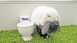 Baby Bunnies Using The Toilet [upl. by Anyk492]