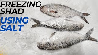 The BEST WAY We Freeze Our Gizzard Shad for Catfish Bait catfishing fishing castnetfishing bait [upl. by Naleek]