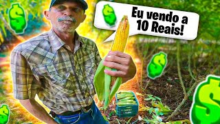 COMO FICAR RICO VENDENDO MILHO VERDE [upl. by Millman]