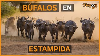 Leones Cazan Búfalos en Estampida [upl. by Ettennahs]