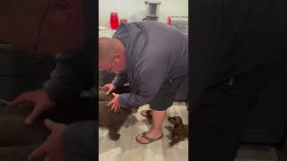 Lulu Meets Dad For The First Time shorts puppy puppylife puppygoals [upl. by Oicaro]