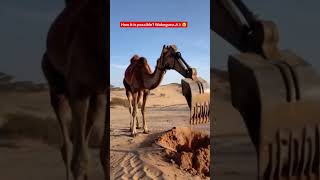 Jaisalmer Rajasthan ❤️ jaisalmer rajasthan shortvideo [upl. by Forester]