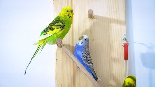 Budgie sounds to make them Sing  Budgie Happy Sounds [upl. by Lletniuq222]