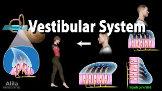 The Vestibular System Animation [upl. by Annairoc]