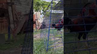 goodvibes backyard chicken breeding shorts viral trending [upl. by Idram]