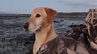 Wildfowling in Scotland [upl. by Broddie]