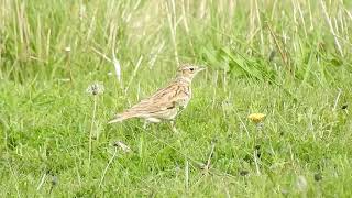 Woodlark at the Warren Spurn 8523 [upl. by Comptom276]